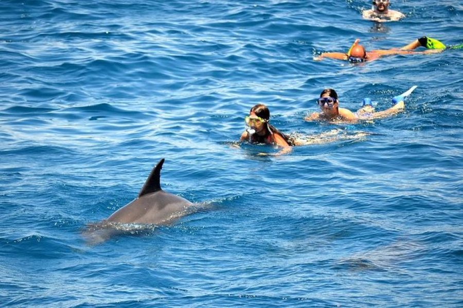 Swim with dolphins 5 min