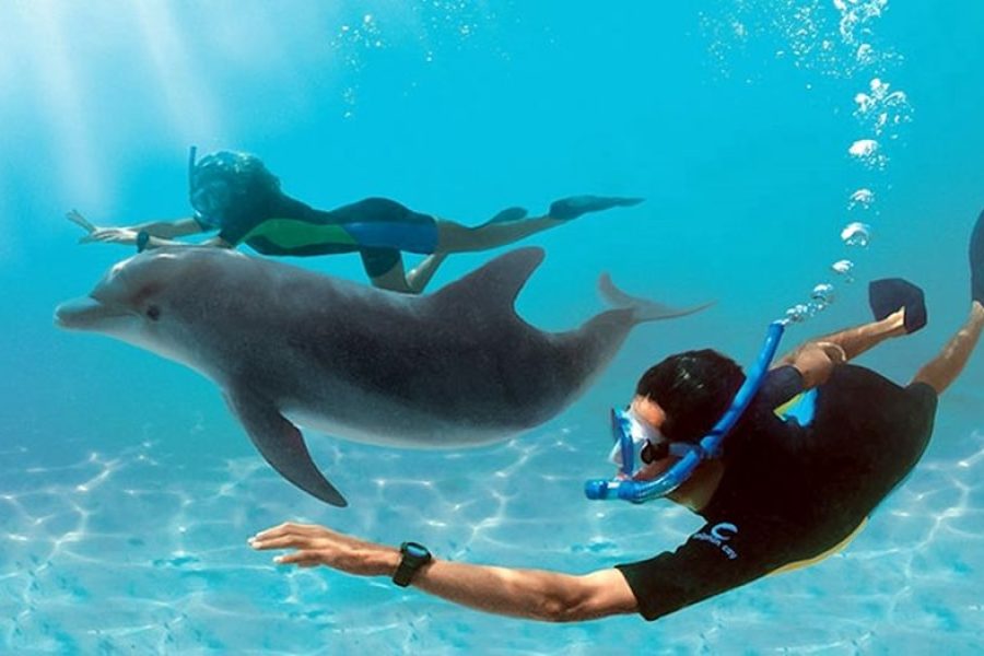 Swim with dolphins 10 min